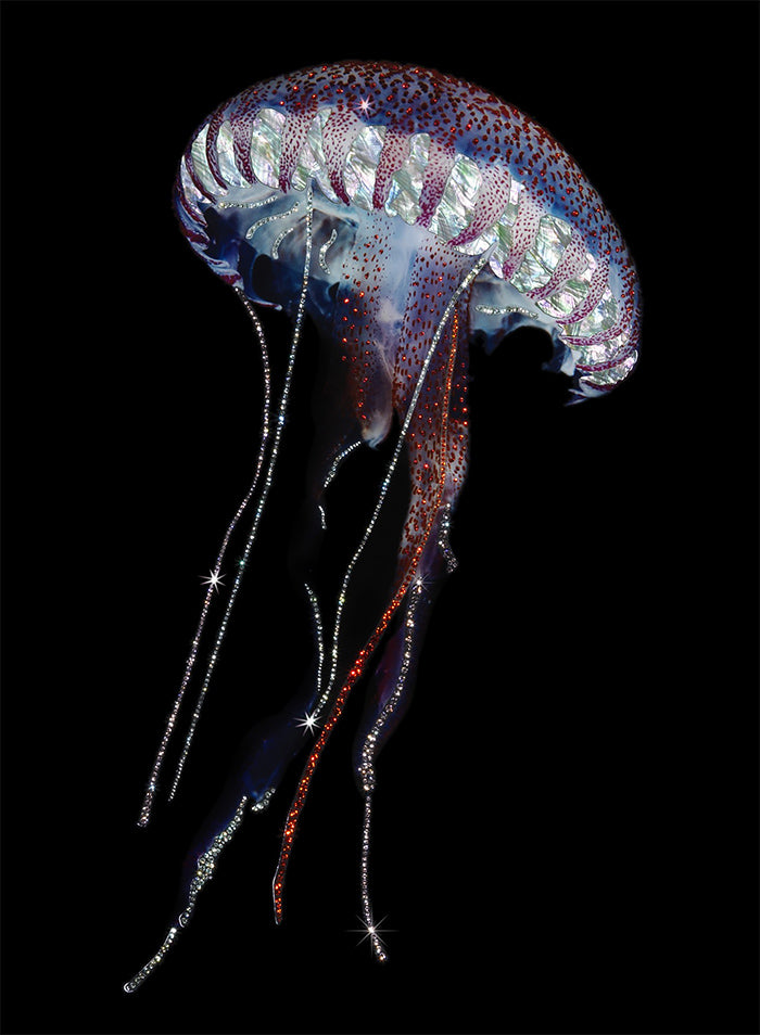 MEDUSAE