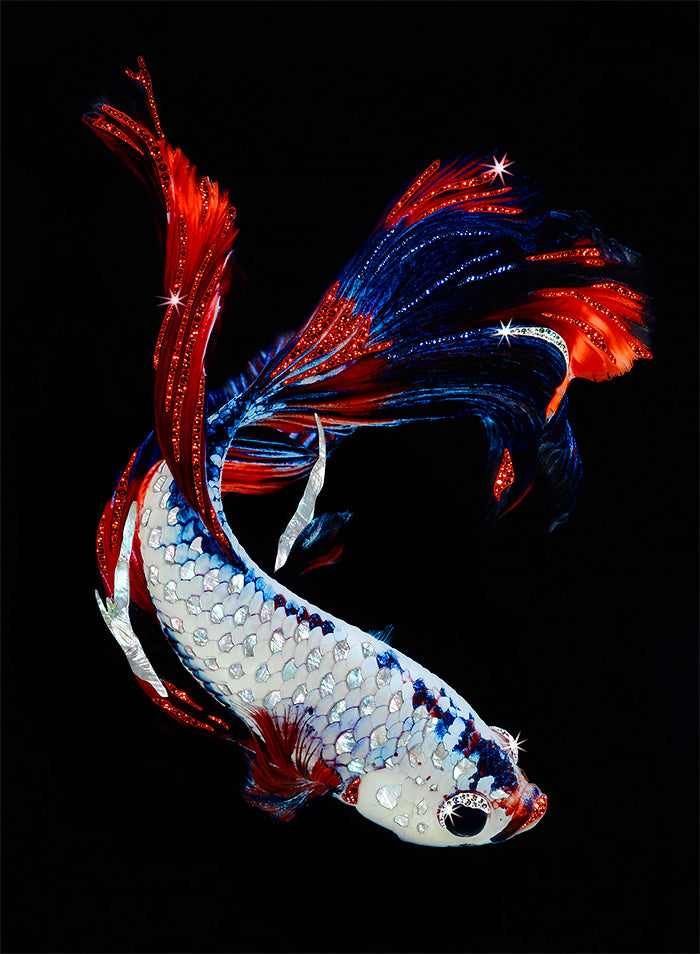 BETTA SPLENDES