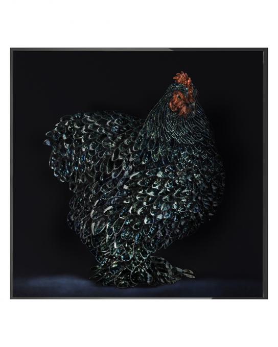 GALLO CEDRONE
